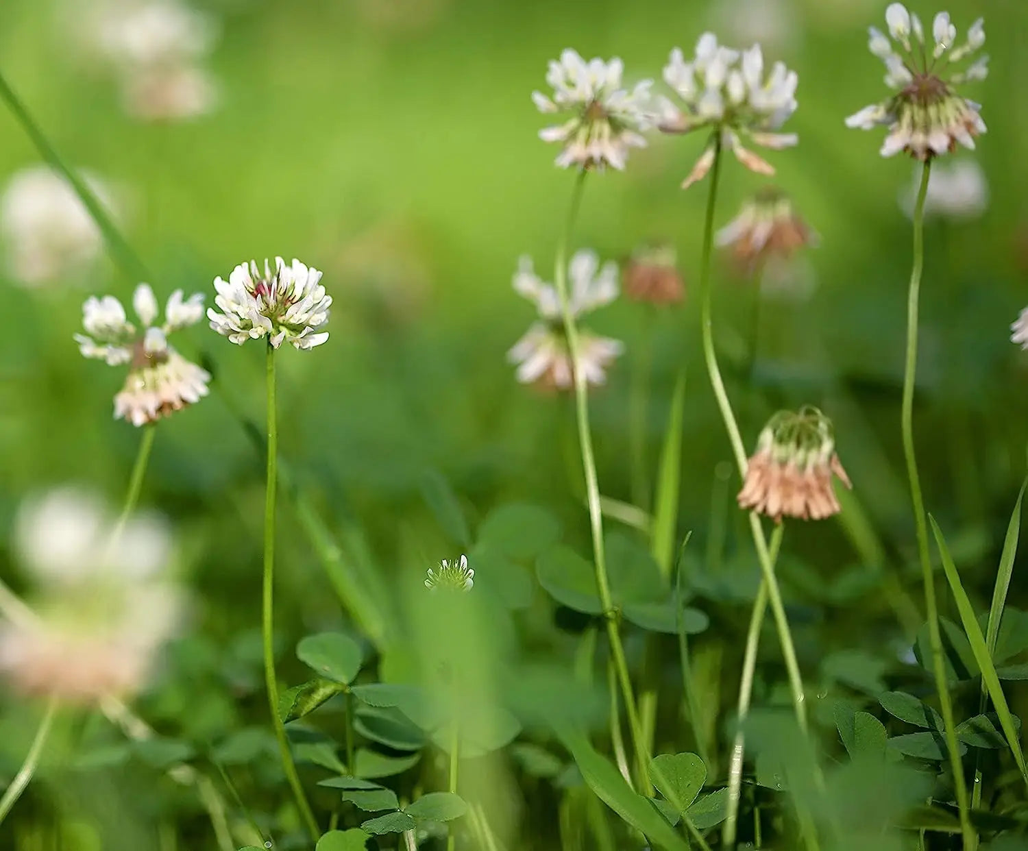 Clover Grass Seed Mix: Exploring the Diversity of Varieties