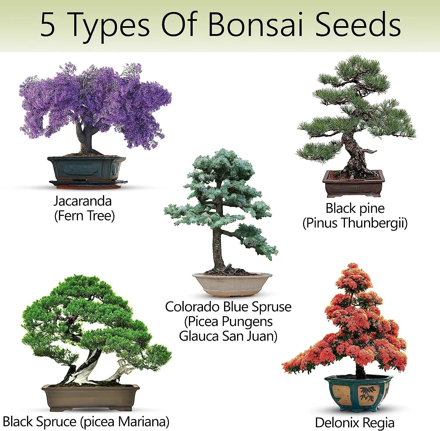 Bonsia Tree Forsale Shop Now 