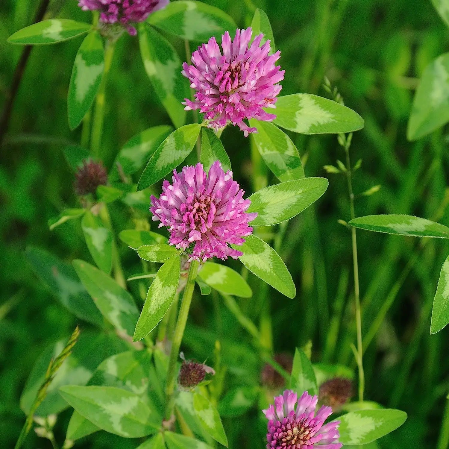 Red Clover Grass Seed Mix. We Found The Perfect Pasture/ Food Plot Variety 